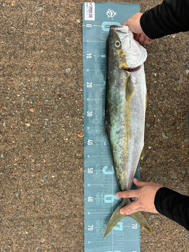 ヒラマサの釣果