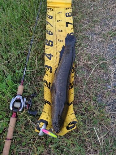 ライギョの釣果