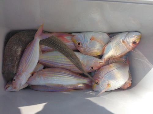 レンコダイの釣果