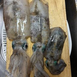 アオリイカ