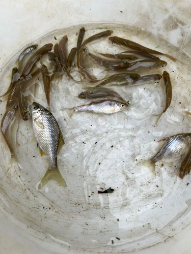 カネヒラの釣果