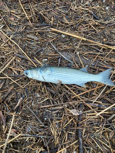 ボラの釣果