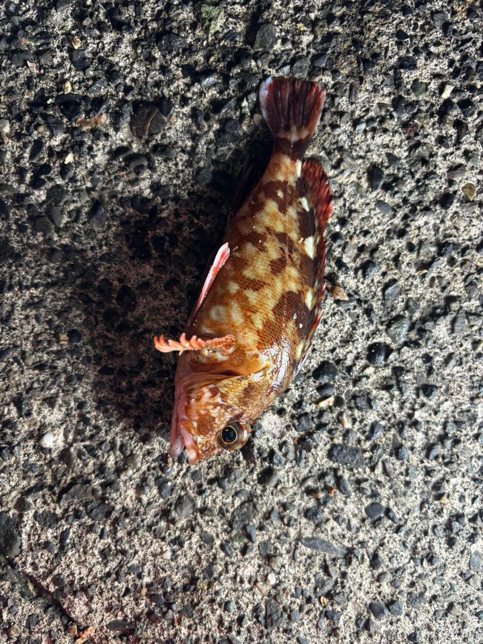 カサゴ