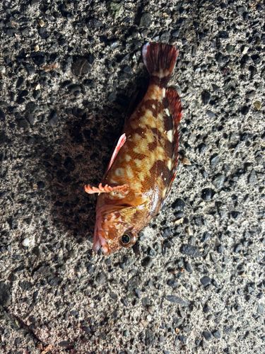 カサゴの釣果