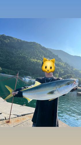 メジロの釣果