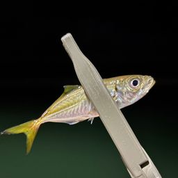 アジ