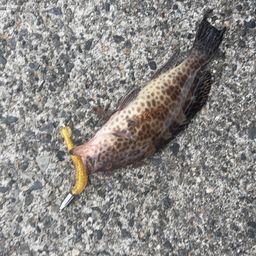 オオモンハタ