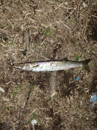 アカカマスの釣果