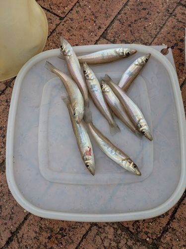 キスの釣果