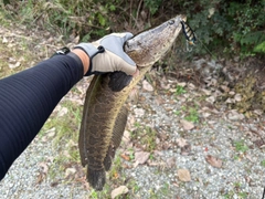 ライギョの釣果