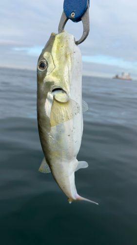 シロサバフグの釣果
