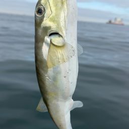 シロサバフグ