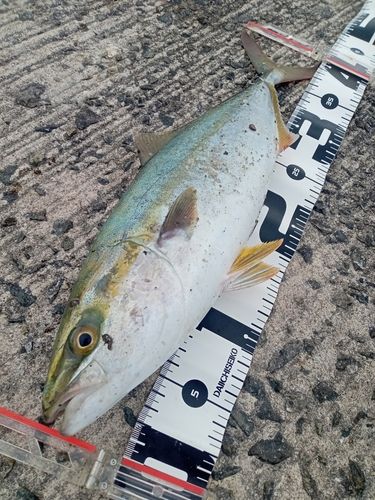 ハマチの釣果