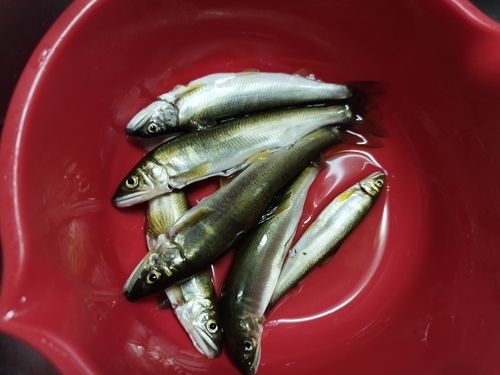 アユの釣果