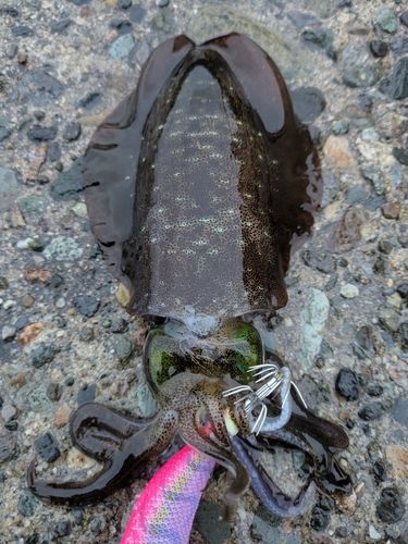 アオリイカの釣果