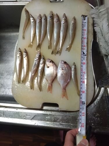 キスの釣果