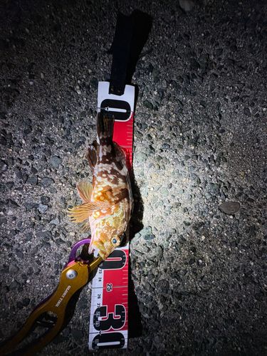 カサゴの釣果