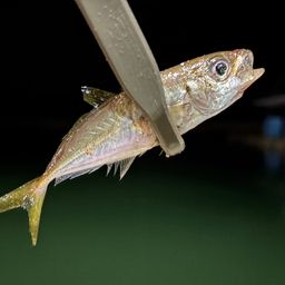 アジ