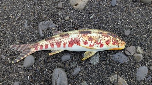 ヨメヒメジの釣果