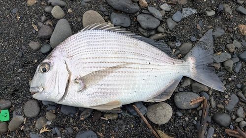 ヘダイの釣果