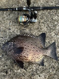 イシガキダイの釣果
