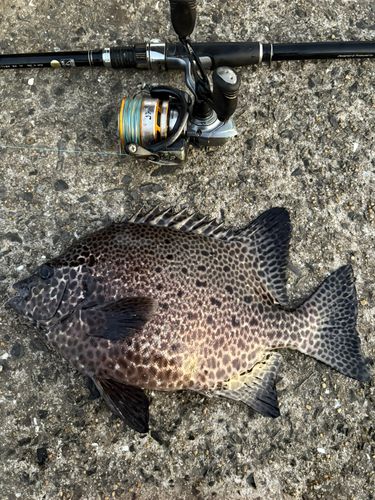 イシガキダイの釣果