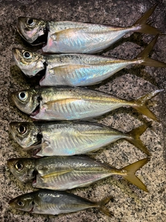 アジの釣果