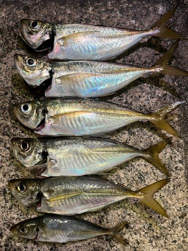 アジの釣果