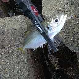 アジ