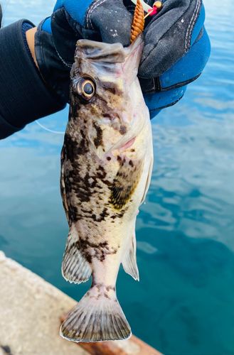 クロソイの釣果