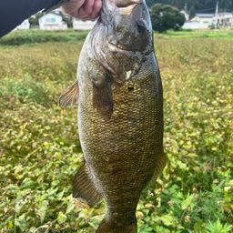 スモールマウスバス