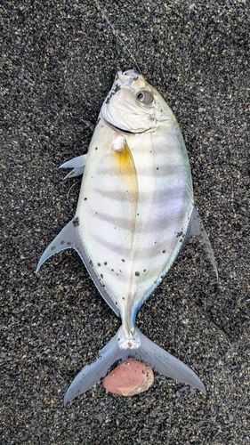 ギンガメアジの釣果
