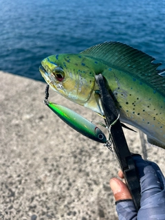 シイラの釣果