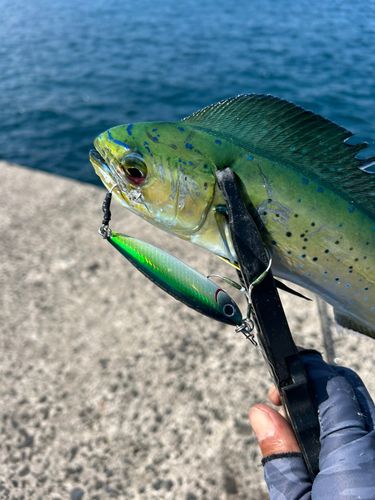シイラの釣果