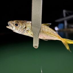 アジ