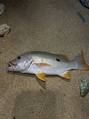 ニセクロホシフエダイの釣果