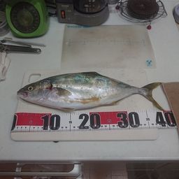 シオ