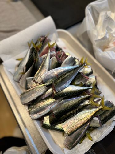 サバの釣果