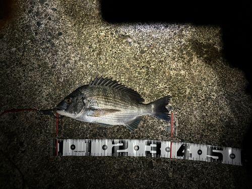 チヌの釣果