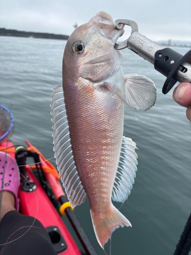 シロアマダイの釣果
