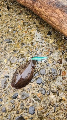 モンゴウイカの釣果