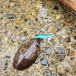 モンゴウイカ