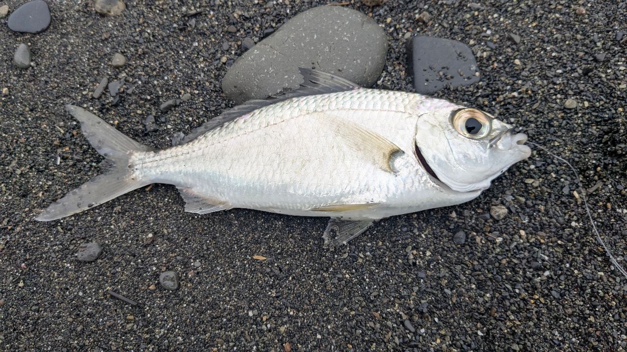 クロサギ