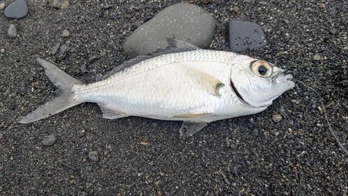 クロサギの釣果