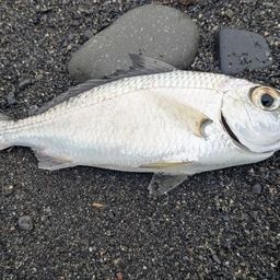 クロサギ