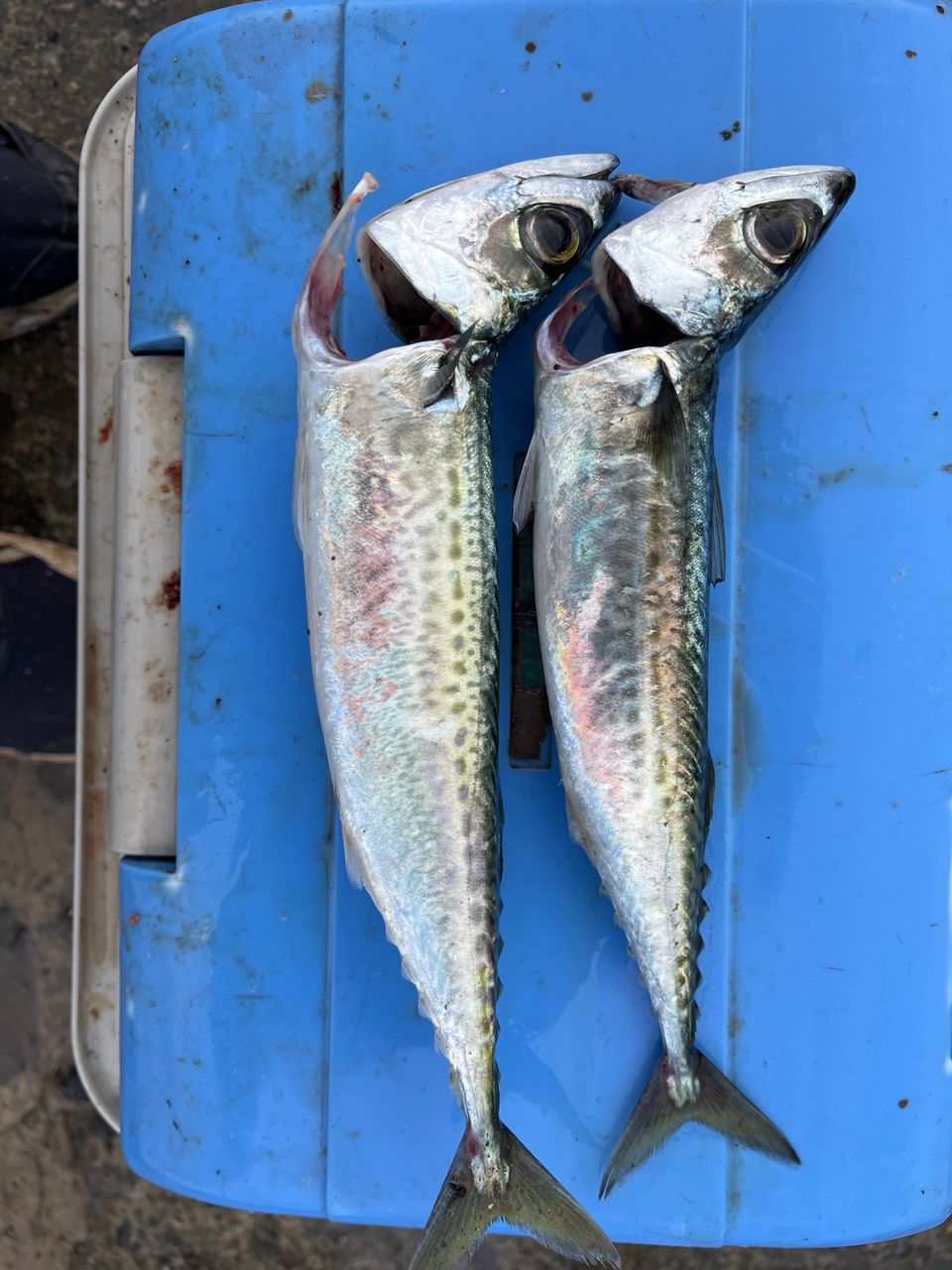 DAIWA 15リバティクラブ 磯風 3号-53遠投・Kの最安値・インプレ