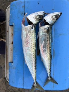 ゴマサバの釣果