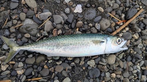 サバの釣果