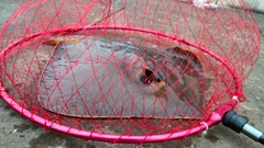 アカエイの釣果