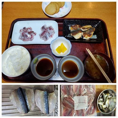 サバの釣果